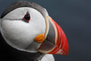 Atlantic Puffin130404863